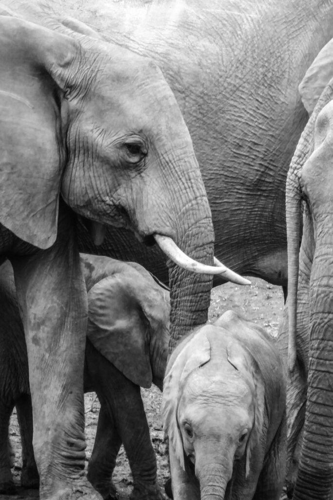 Elephant Detection for Farmers’ Safety