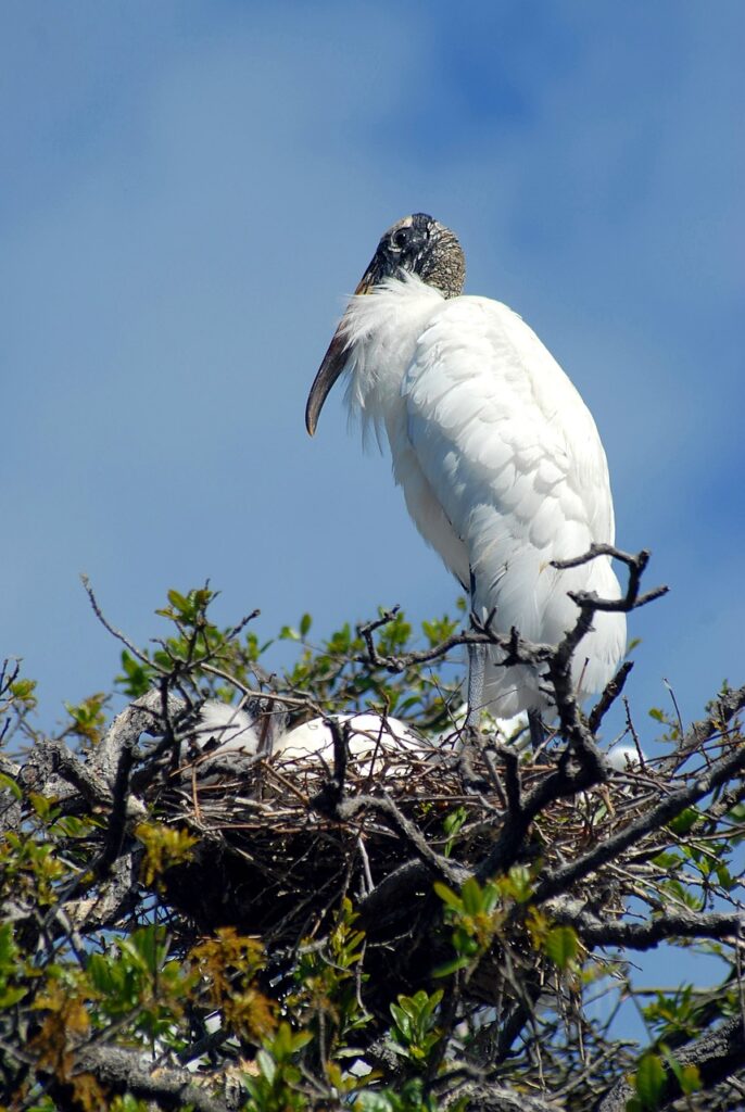 Wildlife Sanctuary wood stork, nesting, nest-1890192.jpg